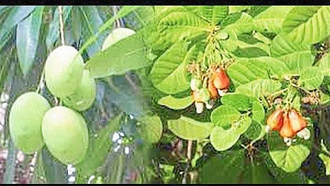  Sindudurg Mango, Cashew Economic Difficulty