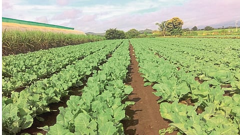 Fear of wastage of farm produce in case of lockdown again