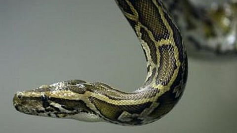 snakefriend akshay kharen save the life of a snake  in a trapped