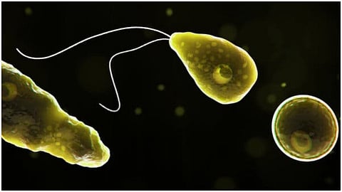 amoeba