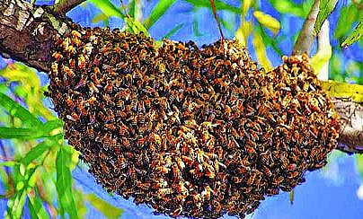 Bee devotees attack Harishchandra fort