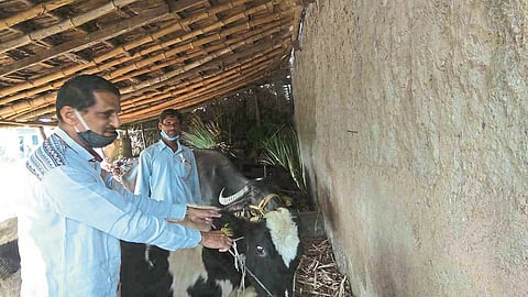 Vaccination of 70,000 animals against "saliva scabies" in Valva taluka
