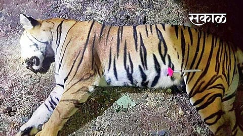 forest department affidavit says avani tigress case allegations is baseless in high court 