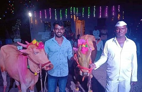 The farmer celebrated the bull's birthday