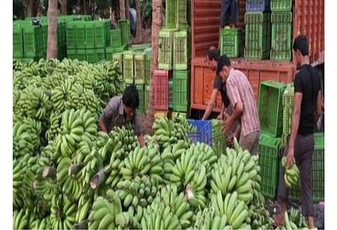 Pandharpur market committee will now buy bananas on weight