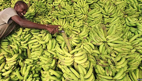 banana transport