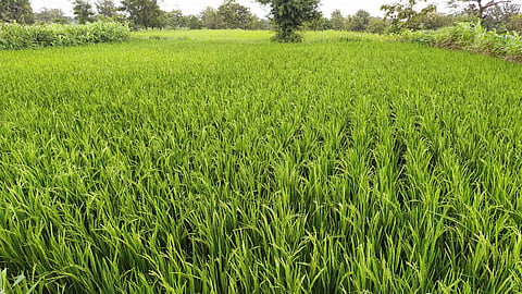 Satara Latest Marathi News, Satara Agricultural News