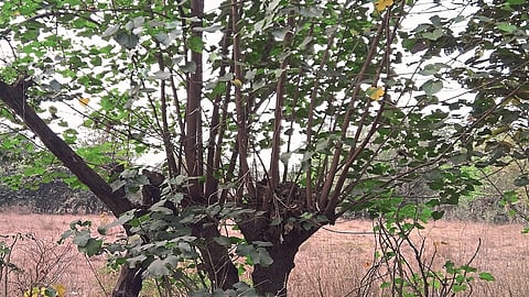 पश्चिम महाराष्ट्राच्या उसाला रायगड जिल्ह्याचा आधार 