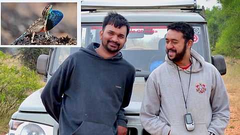 पवनचक्‍क्‍यांमुळे वाढले सरडे 