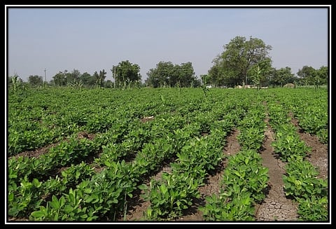 Groundnut is growing in Akola