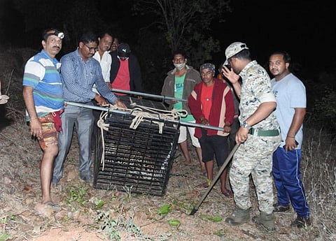 leopard death ansur konkan sindhudurg