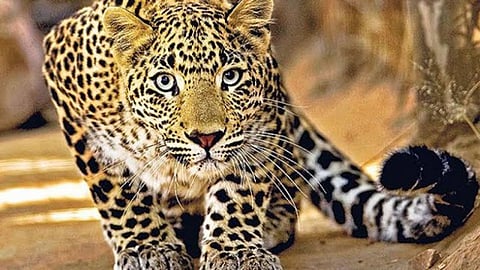 सावधान! येळगाव, येवतीसह भागात बिबट्याचा मुक्तसंचार