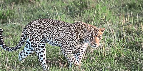 In Shirala taluka, sugarcane fields are home to leopards