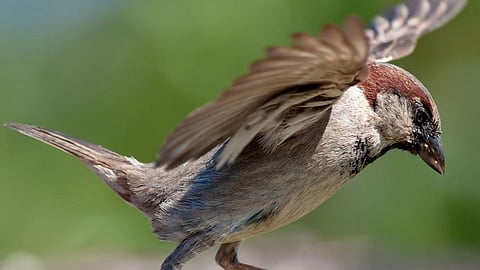 bird 