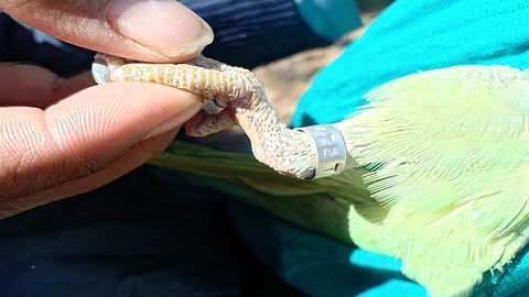 Ringing to Birds who cured for study in Nagpur 