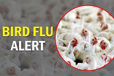 bird-flu
