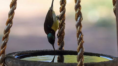 birds file photo
