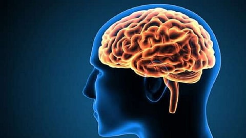 brain 1.png