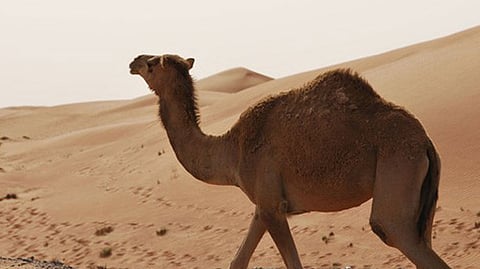 camels