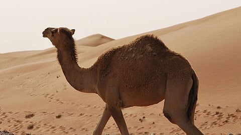 camels