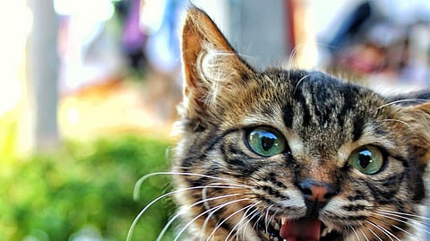 cat