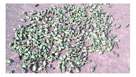 Great loss of nuts cause due to wind kokan arathi news