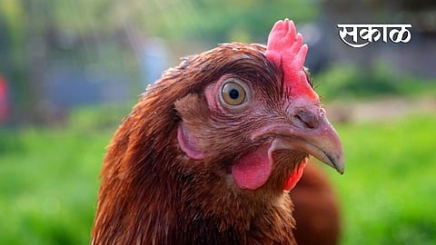 Four hundred hens stolen from Bhandara Poultry Farm