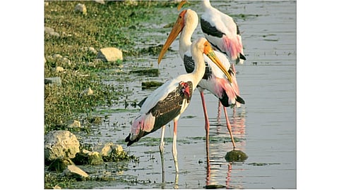 chitrabalak-bird