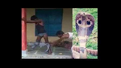 cobra snake enters young man jeans pant in uttar pradesh