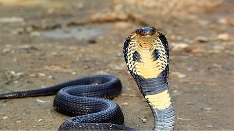 cobra 1111.jpg