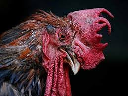 cock.jpg