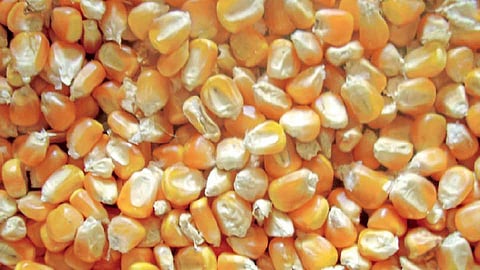 corn