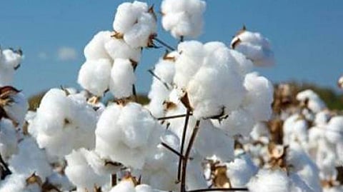 cotton