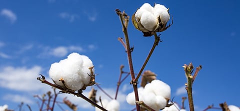 Mission Cotton