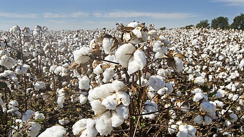 Central Cotton Research team came in yavatmal district 