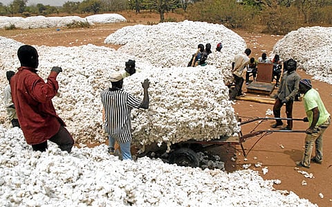 cotton