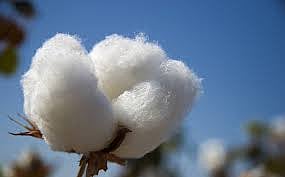 cotton.jpg