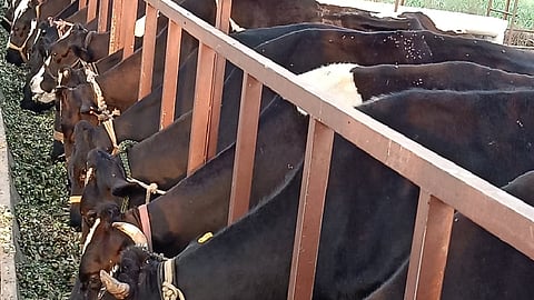 cow