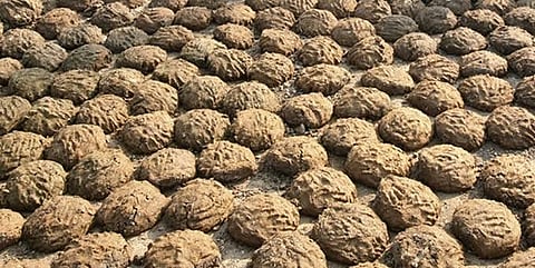 cow dung cakes being onlie sold at a grocery at usa