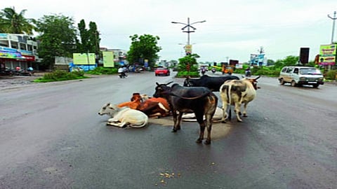 cows on road.jpg