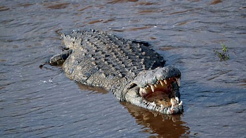 crocodile.jpg