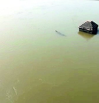 crocodile.jpg