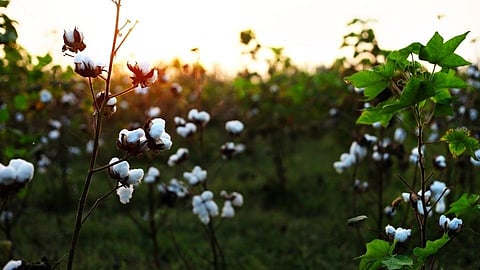 cotton crop farmers cultivation ignore this crop in zare sangli