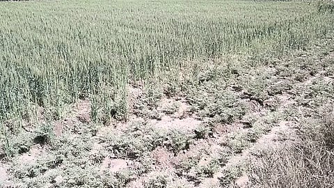 Crop crops in the eastern part of Jat; Losses to farmers