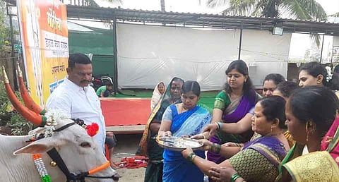 The cow is raised with love
