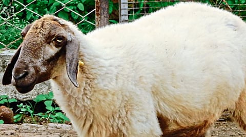 sheep
