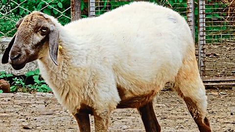 dakhanni sheep