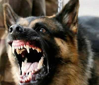 dog.jpg