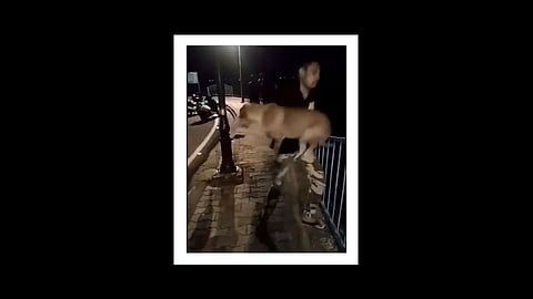 youth throws dog into lake in bhopal video viral