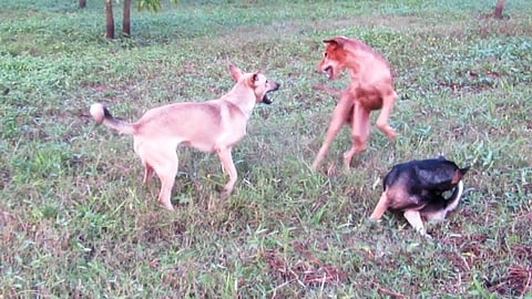 dogs1.jpg
